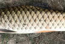 軍魚和鯉魚的區(qū)別，肉質(zhì)細(xì)嫩鮮美深受消費(fèi)者歡迎