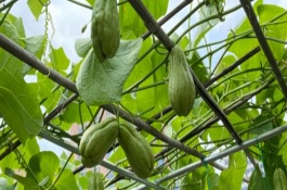 佛手瓜在幾月開花結果，一般在9-10月成熟