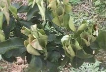蘋果樹需要澆凍水嗎，增施肥料可恢復(fù)樹勢(shì)