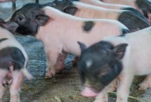 乳豬是普通的豬嗎，先找準(zhǔn)原因再針對(duì)性治療