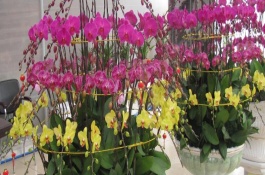 蝴蝶蘭花期如何養(yǎng)護(hù)，可以每隔一個星期澆水1-2次