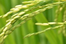 19香水稻栽培技術要點，全生育期117.3天