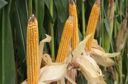 中甜11號玉米栽培技術要點，中抗黑粉病9.2%