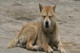 犬貓耳的撕裂創(chuàng)臨床癥狀，會(huì)出現(xiàn)軟骨組織損傷