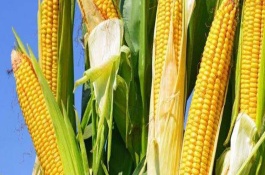 寶玉8號玉米種子說明，高抗小斑病1級