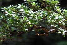 珍珠羅漢松的養(yǎng)護管理，掌握根系和葉片的比例可提高成活率
