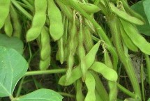 大地8號大豆栽培技術要點，生育期間及時中耕管理