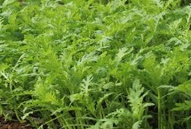 什么蔬菜可以在8月中旬種植，茼蒿、芥菜、菠菜等品種均可選擇