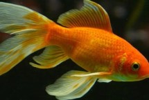金魚公母一起養(yǎng)好嗎，成年后可通過觀察腹部區(qū)分
