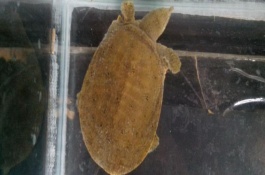 甲魚家養(yǎng)能活幾天，通常都可以活5-8年