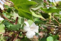 棉花有效開花期介紹，是指棉花可以開花成鈴、形成經(jīng)濟(jì)產(chǎn)量的那一天