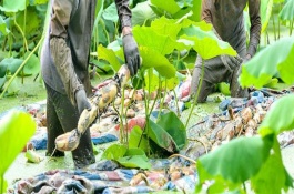 蓮藕播種時(shí)間，深翻土壤施入肥料、按適宜株行距挖穴后再栽植子藕