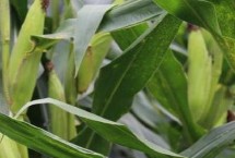 茭玉1716玉米栽培技術(shù)要點(diǎn)，密度4500株/畝左右