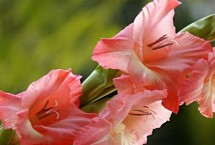 唐菖蒲的生長(zhǎng)習(xí)性，夏季要避免陽(yáng)光直射