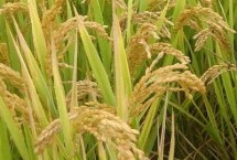 通華205水稻栽培技術(shù)要點(diǎn)，4月上中旬播種