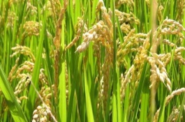 蓮育3213水稻栽培技術(shù)要點(diǎn)，該品種主莖12片葉