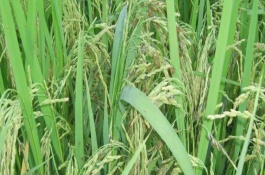 隆優(yōu)1212水稻栽培技術(shù)要點(diǎn)，中等偏上肥力水平栽培