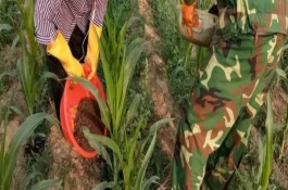 如何正確對(duì)玉米施肥，化肥要與根部保持10-12厘米