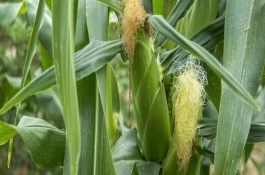 BM350玉米栽培技術(shù)要點(diǎn)，每畝追尿素15斤