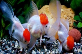 養(yǎng)金魚的水比較渾濁如何處理，需根據(jù)飼養(yǎng)的數(shù)量來決定