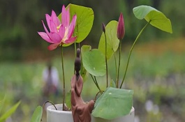 如何防治盆栽荷花葉子發(fā)黑腐爛，可移到光照好的環(huán)境中