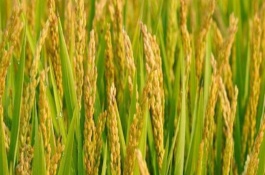 深兩優(yōu)紅3水稻栽培技術(shù)要點(diǎn)，晚造全生育期114～118天