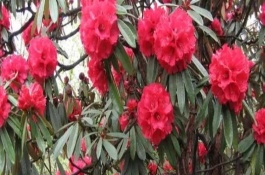 馬纓花簡(jiǎn)介，花朵多數(shù)生長(zhǎng)在樹(shù)枝頂部