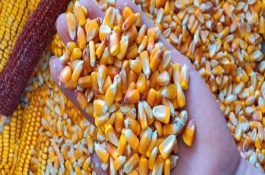 裕單99玉米栽培技術(shù)要點(diǎn)，畝植密度3000株左右