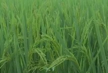 巨優(yōu)3745水稻栽培技術(shù)要點，中抗白葉枯病
