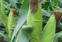 宏育808玉米栽培技術(shù)要點，密度4000－4500株/畝