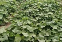 龍須菜收獲時(shí)間，株高達(dá)到10厘米時(shí)要進(jìn)行二次間苗