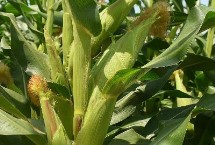 新谷玉219玉米栽培技術(shù)要點(diǎn)，適宜播種期4月下旬—5月上旬