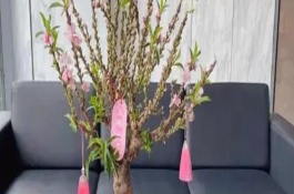 蟠桃樹盆栽能在室內(nèi)栽嗎，可以但是不推薦