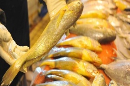 黃花魚是不是海魚，屬于海魚