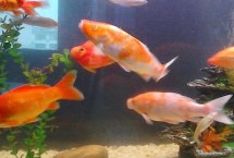 在河流中長(zhǎng)大但會(huì)洄游至海洋中產(chǎn)卵的魚類，種類不同產(chǎn)卵季節(jié)也不同