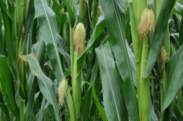 禾田1號(hào)玉米栽培技術(shù)要點(diǎn)，禾田1號(hào)玉米種子簡(jiǎn)介