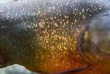 食用論述，是一種兇猛的肉食性魚類