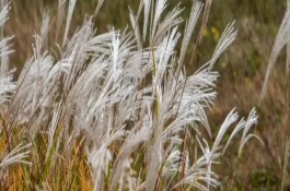 荻花是什么花，種屬、植物樣式均不同