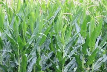 長城358玉米栽培技術(shù)要點，中抗莖腐病