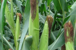 隴單3號(hào)玉米栽培技術(shù)要點(diǎn)，確保密度