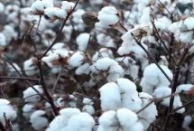冀棉30棉花栽培技術(shù)要點，播種期在4月15日至5月1日