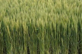 華齊麥5號(hào)小麥栽培技術(shù)要點(diǎn)，適播期畝基本苗15-20萬