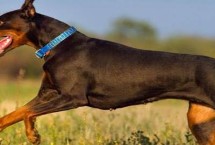 杜賓犬適合吃什么狗糧，愛(ài)慕絲、麥頓、麥德琳等品牌均為適宜選擇
