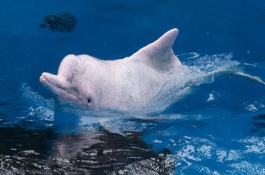 水生哺乳動物的種類，包括虎鯨、海豚、白鰭豚等品種