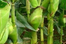 泛玉606玉米栽培技術(shù)要點(diǎn)，中抗穗腐病