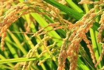 贛絲占水稻栽培技術(shù)要點(diǎn)，秧田播種量每畝12-15千克