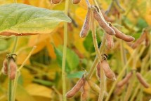 農(nóng)大豆6號大豆栽培技術(shù)要點，畝留苗密度2－5萬株
