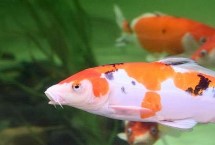 錦鯉魚(yú)常見(jiàn)種類，鯉魚(yú)是食用魚(yú)、錦鯉是觀賞魚(yú)