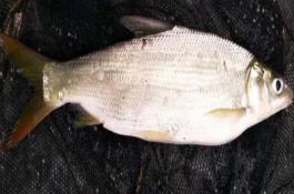 釣黃尾魚用什么窩料好，因尾鰭呈桔黃色而得名