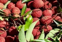 荔枝還有哪些優(yōu)質(zhì)品種，是一種遲熟荔枝品種